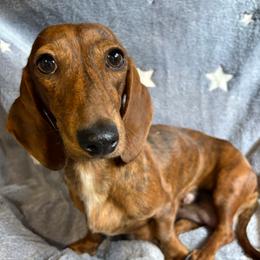 Lacey - Dachshund