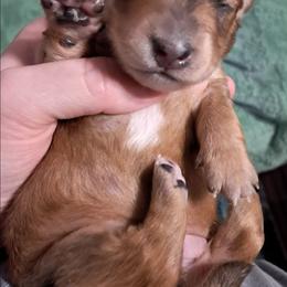 Red dapple boy - Dapple male Dachshund puppy in Springdale, Washington from TNT MINI DACHSHUNDS