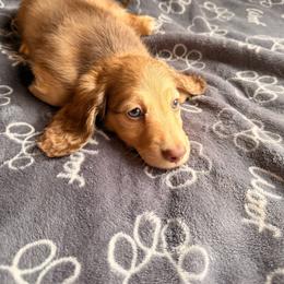 Benny - Cream male Dachshund puppy in Magnolia, Texas from Carrie’s Countryside Dachshunds