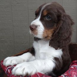 English Springer Spaniels from Blazingstar Springers