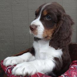 English Springer Spaniels from Blazingstar Springers