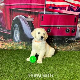 Cavalier King Charles Spaniel, Golden Retriever, and Schnoodle Puppies from Fluffy Buttz