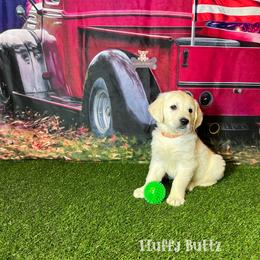 Cavalier King Charles Spaniel, Golden Retriever, and Schnoodle Puppies from Fluffy Buttz