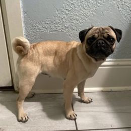 Chanel - Pug