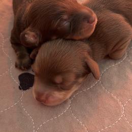 Dachshund Puppies from Lone Star Dachshunds