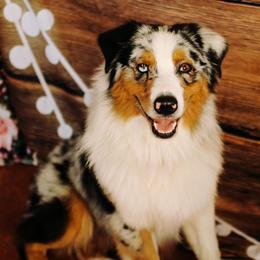Brick - Australian Shepherd