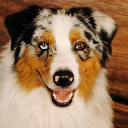Brick - Australian Shepherd