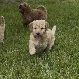 Goldendoodles from Sunshine Doodles