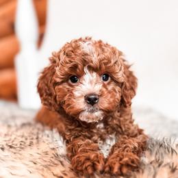Crackle - Red male Cavapoo puppy in Idaho Falls, Idaho from Freckle Paw Family