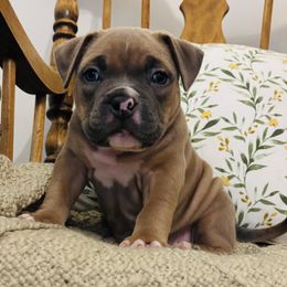 American Bully Puppies from East bound and Down Bully’s