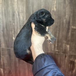 Luna - Black and red female German Shepherd puppy in Herriman, Utah from VMS Shepherds
