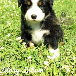 Glory bloom - Black & white female Miniature Australian Shepherd puppy in Muskogee, Oklahoma from Tagalong Lane Australian shepherds