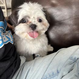 Pebble - Blue and white male Shih Tzu puppy in Lakeland, Florida from Sunshine Shih Tzus