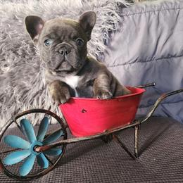 French Bulldog Puppies from Honey Hole Frenchies