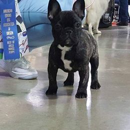 French Bulldogs from Hidden Treasure Frenchies