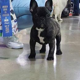 French Bulldogs from Hidden Treasure Frenchies