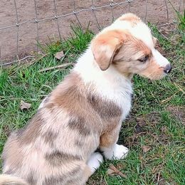 Marbled - Sable merle and white American Corgi puppy in Ellensburg, Washington from Faery Mount Farm