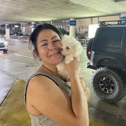Maltese Puppies from Little Sweetheart Puppies