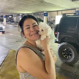Maltese Puppies from Little Sweetheart Puppies