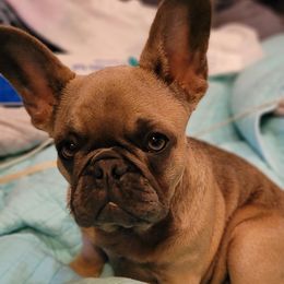 French Bulldog Puppies from 4 Leaf Frenchies