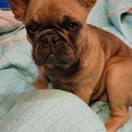 French Bulldog Puppies from 4 Leaf Frenchies