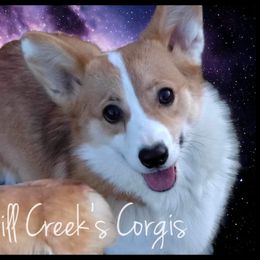 Princess - Pembroke Welsh Corgi