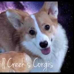 Princess - Pembroke Welsh Corgi