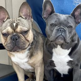 French Bulldogs from Phillips Frenchies