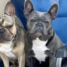 French Bulldogs from Phillips Frenchies