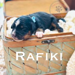 Rafiki (light blue boy) - Tri-color male Bernedoodle puppy in Waukesha, Wisconsin from Bernedoodle Boutique (and Cavapoos)
