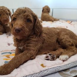 Purple Collar - Red  male Poodle puppy in Colorado Springs, Colorado from Silly's Standard Poodles