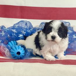 Artie - Black and white male Havanese puppy in Summerfield, Florida from Honor Havanese