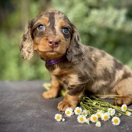 Girl 2 - Chocolate and tan Dachshund puppy in North Port, Florida from Jessica Louise Dachshunds