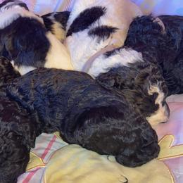 Poodles from Marie's Poodles