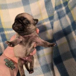 Girl 2 - Fawn female Pug puppy in Auburn, Kentucky from Prentice Family Pugs