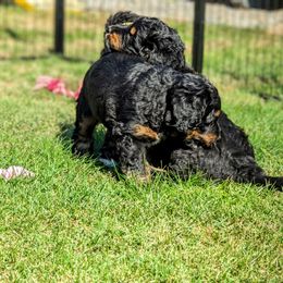 Bernedoodle Puppies from Rafter 58 Bernedoodles