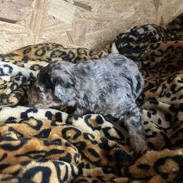 AKC Bashful - Gray male Poodle puppy in Athens, Tennessee from Paws & Kisses