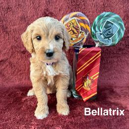 Bellatrix - Red  female Goldendoodle puppy in Conroe, Texas from Tails of Cypress