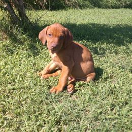 Larry - Rd whtn brn nose male Rhodesian Ridgeback puppy in Carney, Oklahoma from River Run Parson Russell terriers & River Run Ridgebacks
