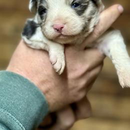 Blue - Blue merle male Toy Australian Shepherd puppy in Brashear, Texas from Double R farms