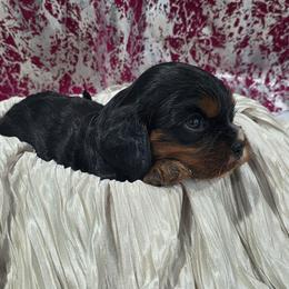 Jack - Black and tan male Cavalier King Charles Spaniel puppy in Neosho, Missouri from Pups on the Ridge