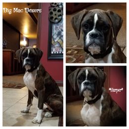 Boxer Puppies from Big Mac Boxers