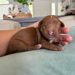Ocean - Red  female Goldendoodle puppy in Brooksville, Florida from Abby’s Standard Goldendoodles