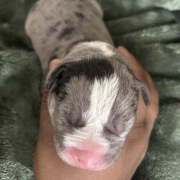 Juno - Blue male American Pit Bull Terrier puppy in Frederick, Maryland from •Wyngate Pits•