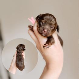 Nantucket - Tri-color female Australian Labradoodle puppy in Syracuse, Indiana from The Doodle Cove