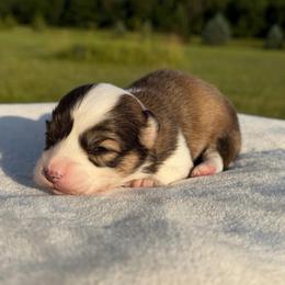 Honeysuckle - Red female Pembroke Welsh Corgi puppy in Fairchild, Wisconsin from Reigning Corgis