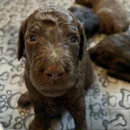 Bauer - Brown male Poodle puppy in Minneapolis, Minnesota from Sanctus Standards