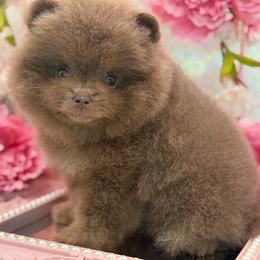 Queen - Lavender female Pomeranian puppy in Gilroy, California from Belt Fed Kennels