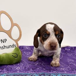 Monica - Dapple female Dachshund puppy in Ben Wheeler, Texas from P&P Dachshunds