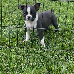 Jaxson - Black brindle and white male Boston Terrier puppy in Fillmore, Illinois from Wind Hill Puppies